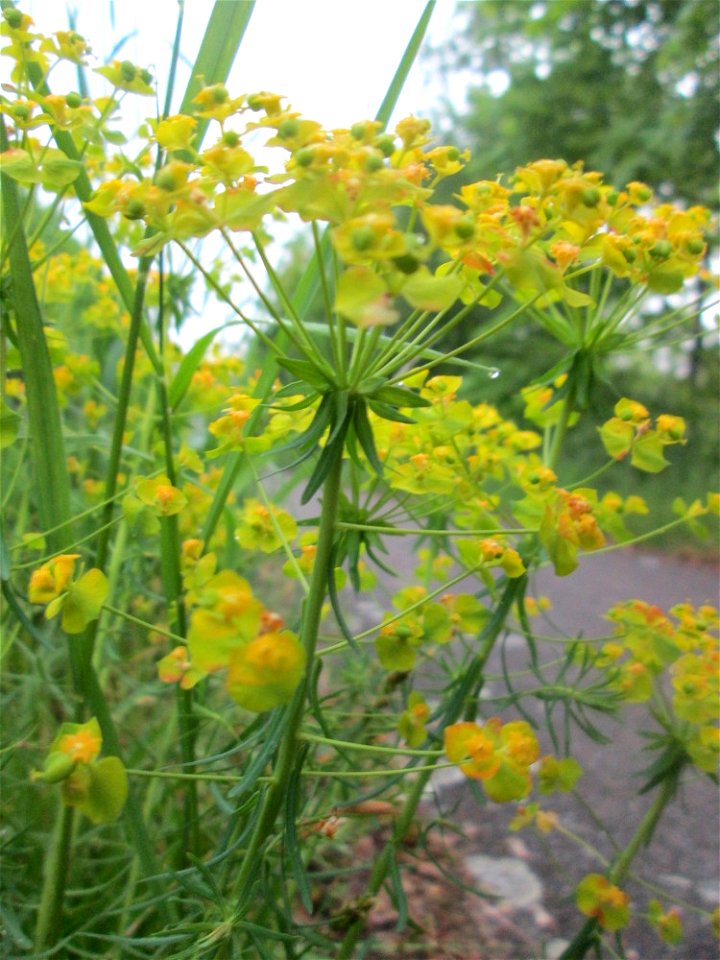 Zypressen-Wolfsmilch (Euphorbia cyparissias) im Landschaftsschutsgebiet „Saalbachniederung“ bei Hambrücken
