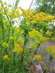 Zypressen-Wolfsmilch (Euphorbia cyparissias) im Landschaftsschutsgebiet „Saalbachniederung“ bei Hambrücken