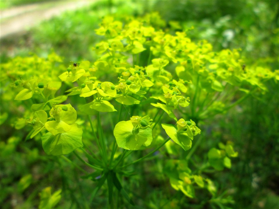 Zypressen-Wolfsmilch (Euphorbia cyparissias) in der Schwetzinger Hardt