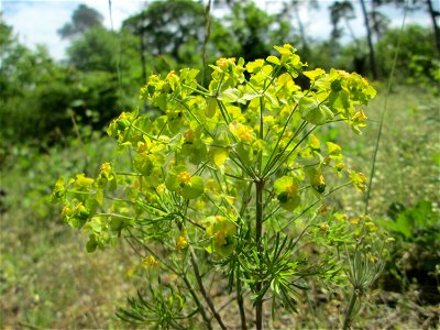Zypressen-Wolfsmilch (Euphorbia cyparissias) auf dem Feldherrenhügel im Naturschutzgebiet „Oftersheimer Dünen“