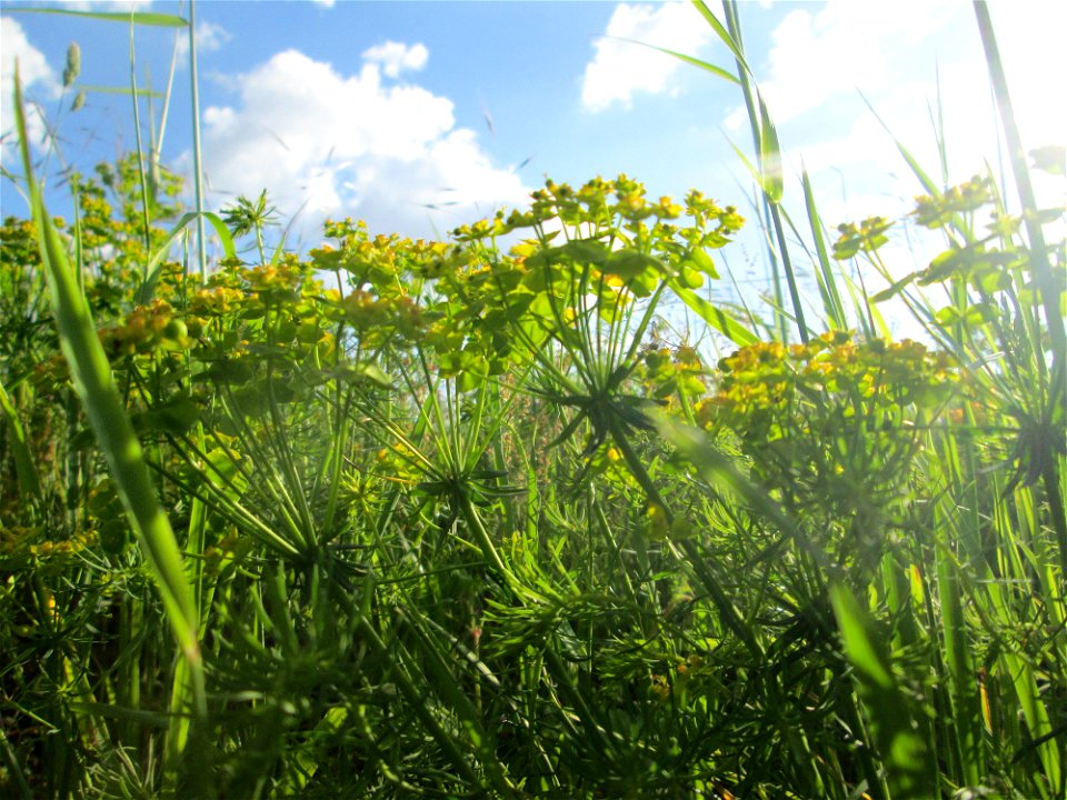 Zypressen-Wolfsmilch (Euphorbia cyparissias) am Rückhaltebecken im Naturschutzgebiet „Bachwiesen/Leopoldswiesen“ im Hockenheimer Rheinbogen