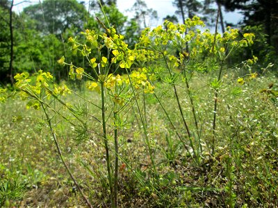 Zypressen-Wolfsmilch (Euphorbia cyparissias) auf dem Feldherrenhügel im Naturschutzgebiet „Oftersheimer Dünen“