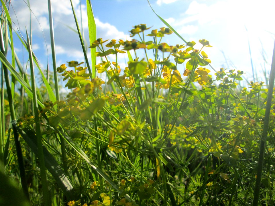 Zypressen-Wolfsmilch (Euphorbia cyparissias) am Rückhaltebecken im Naturschutzgebiet „Bachwiesen/Leopoldswiesen“ im Hockenheimer Rheinbogen