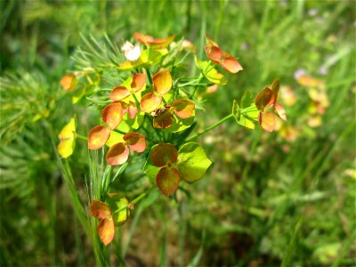 Zypressen-Wolfsmilch (Euphorbia cyparissias) am Hochwasserrückhaltebecken im Naturschutzgebiet „Bachwiesen/Leopoldswiesen“ im Hockenheimer Rheinbogen