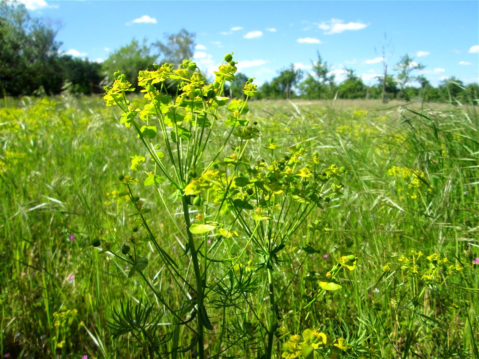 Zypressen-Wolfsmilch (Euphorbia cyparissias) auf einer Streuobstwiese in Hockenheim