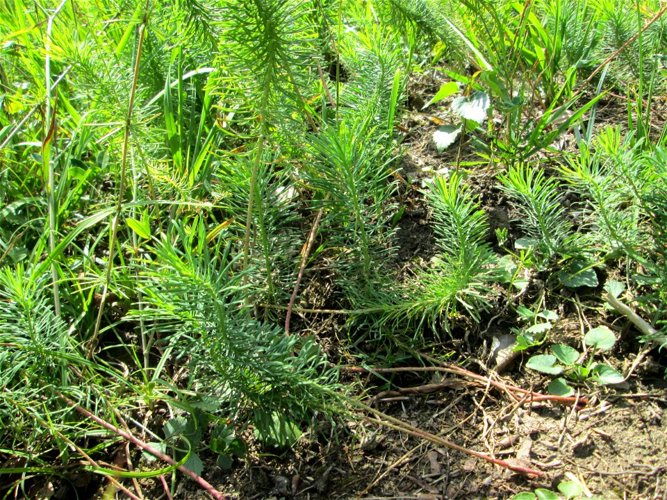 Zypressen-Wolfsmilch (Euphorbia cyparissias) im Naturschutzgebiet Wusterhang und Beierwies bei Fechingen
