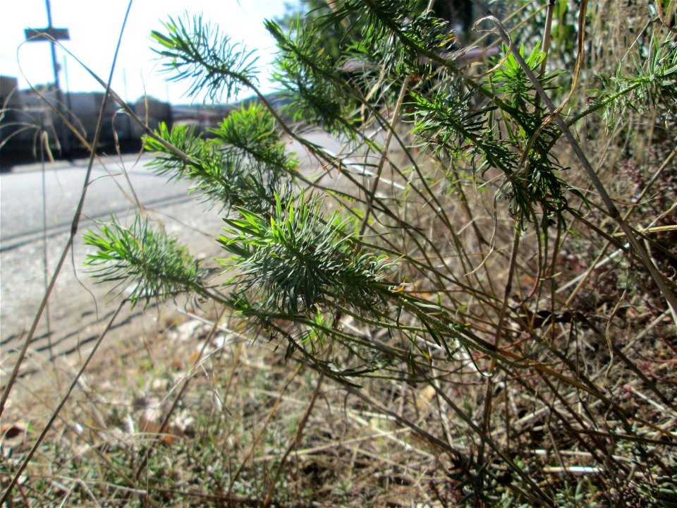 Zypressen-Wolfsmilch (Euphorbia cyparissias) in Brebach