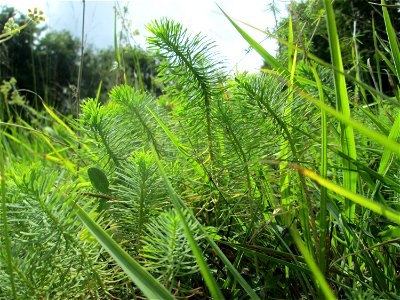 Zypressen-Wolfsmilch (Euphorbia cyparissias) im Naturschutzgebiet Wusterhang und Beierwies bei Fechingen