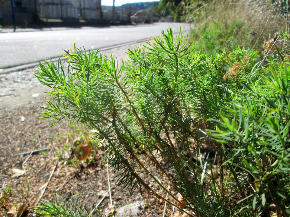 Zypressen-Wolfsmilch (Euphorbia cyparissias) in Brebach