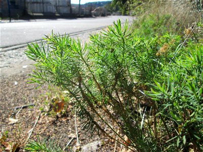 Zypressen-Wolfsmilch (Euphorbia cyparissias) in Brebach