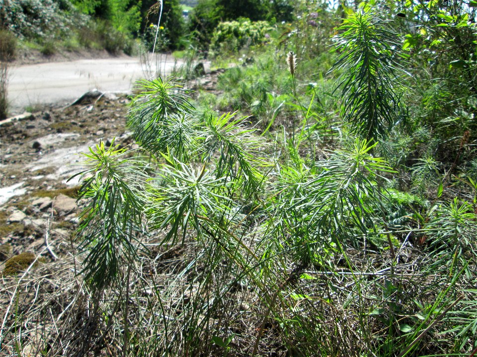 Zypressen-Wolfsmilch (Euphorbia cyparissias) an der Werkshalde Halberg in Brebach