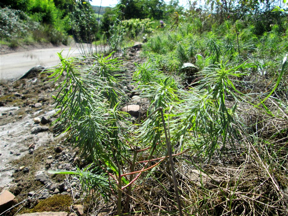 Zypressen-Wolfsmilch (Euphorbia cyparissias) an der Werkshalde Halberg in Brebach