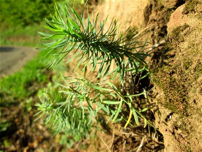 Zypressen-Wolfsmilch (Euphorbia cyparissias) im Simbachtal bei Alsting