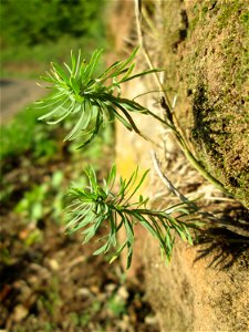 Zypressen-Wolfsmilch (Euphorbia cyparissias) im Simbachtal bei Alsting