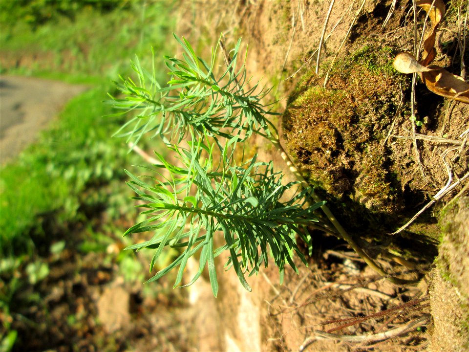 Zypressen-Wolfsmilch (Euphorbia cyparissias) im Simbachtal bei Alsting