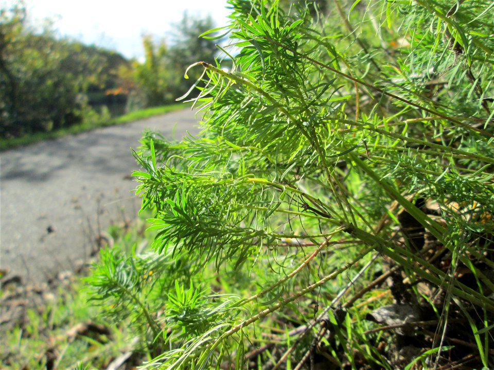 Zypressen-Wolfsmilch (Euphorbia cyparissias) an der Saar in Malstatt