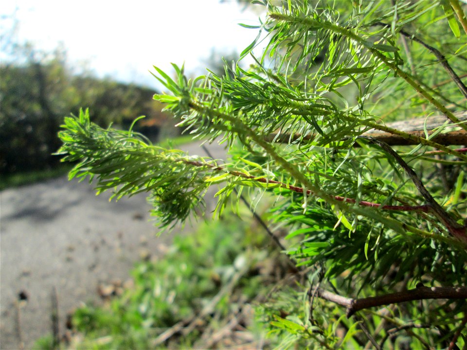 Zypressen-Wolfsmilch (Euphorbia cyparissias) an der Saar in Malstatt