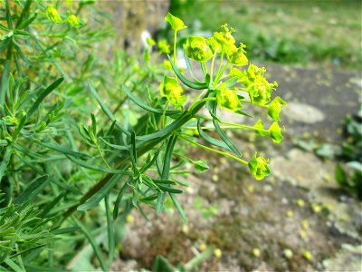 Zypressen-Wolfsmilch (Euphorbia cyparissias) am Nußberg-Denkmal (Landschaftsschutzgebiet) in Alt-Saarbrücken