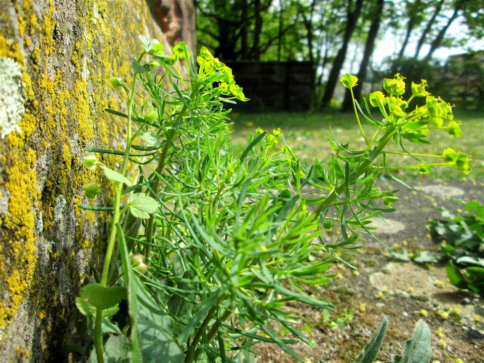 Zypressen-Wolfsmilch (Euphorbia cyparissias) am Nußberg-Denkmal (Landschaftsschutzgebiet) in Alt-Saarbrücken
