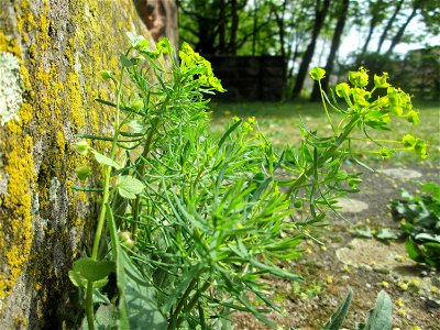 Zypressen-Wolfsmilch (Euphorbia cyparissias) am Nußberg-Denkmal (Landschaftsschutzgebiet) in Alt-Saarbrücken