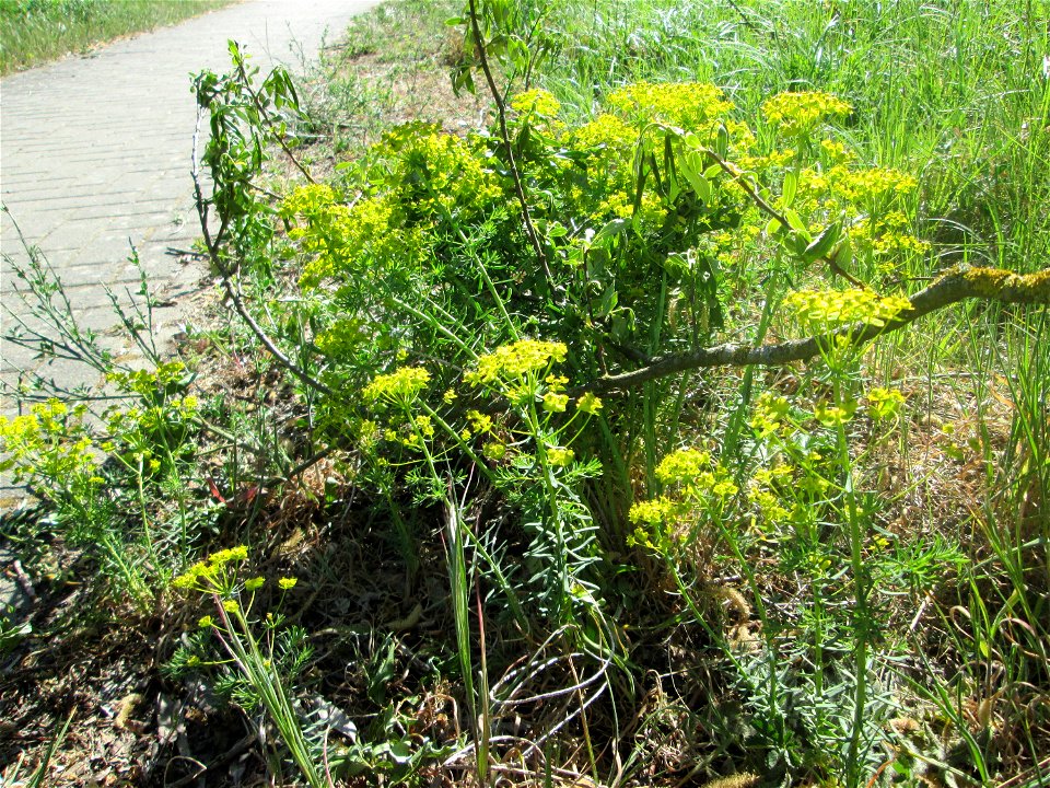 Zypressen-Wolfsmilch (Euphorbia cyparissias) in Brebach