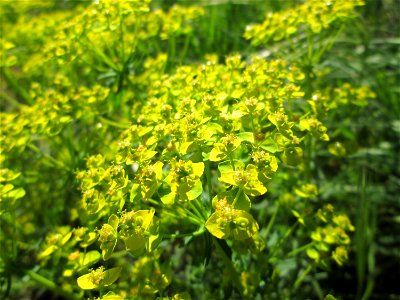 Zypressen-Wolfsmilch (Euphorbia cyparissias) in Brebach