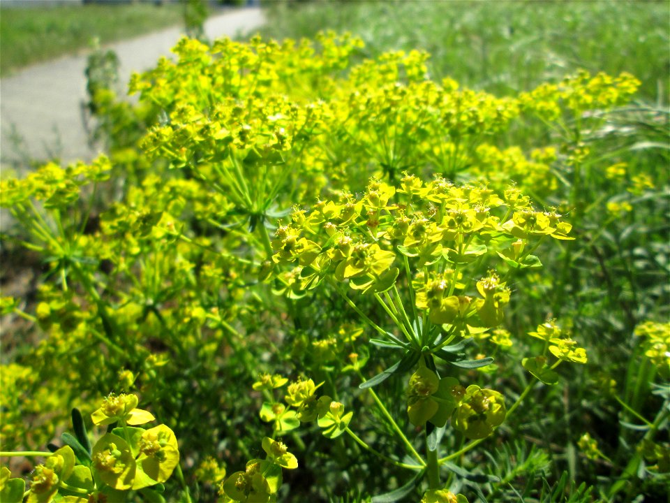 Zypressen-Wolfsmilch (Euphorbia cyparissias) in Brebach