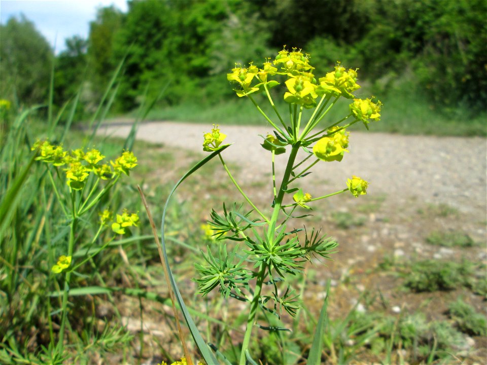 Zypressen-Wolfsmilch (Euphorbia cyparissias) im Naturschutzgebiet „St. Arnualer Wiesen“