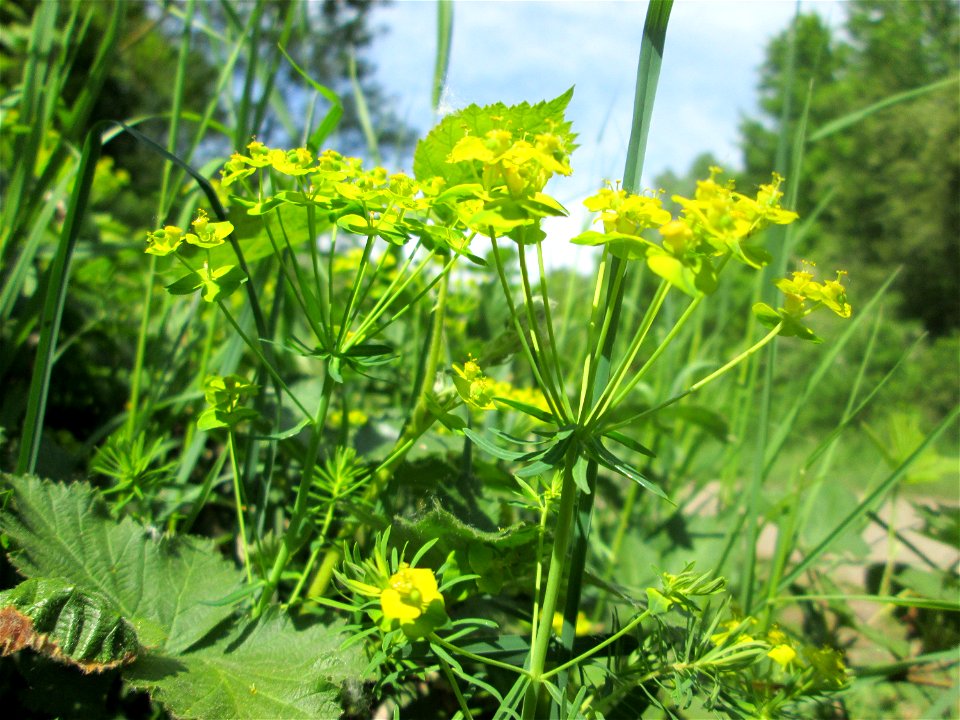 Zypressen-Wolfsmilch (Euphorbia cyparissias) im Naturschutzgebiet „St. Arnualer Wiesen“