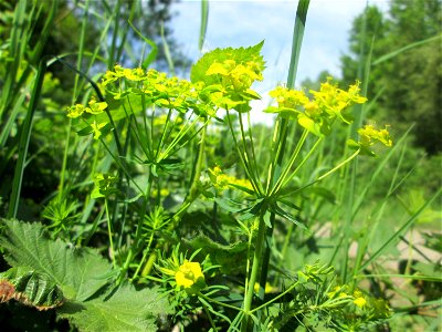 Zypressen-Wolfsmilch (Euphorbia cyparissias) im Naturschutzgebiet „St. Arnualer Wiesen“