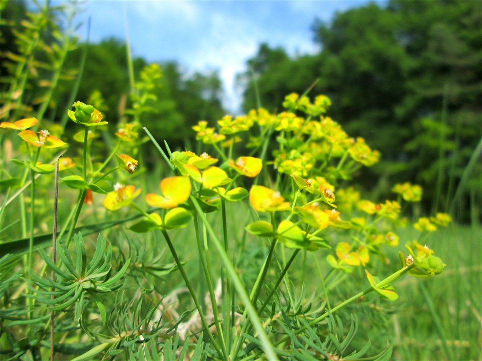 Zypressen-Wolfsmilch (Euphorbia cyparissias) im Naturschutzgebiet „Wusterhang“ oberhalb von Fechingen