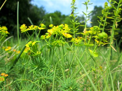 Zypressen-Wolfsmilch (Euphorbia cyparissias) im Naturschutzgebiet „Wusterhang“ oberhalb von Fechingen
