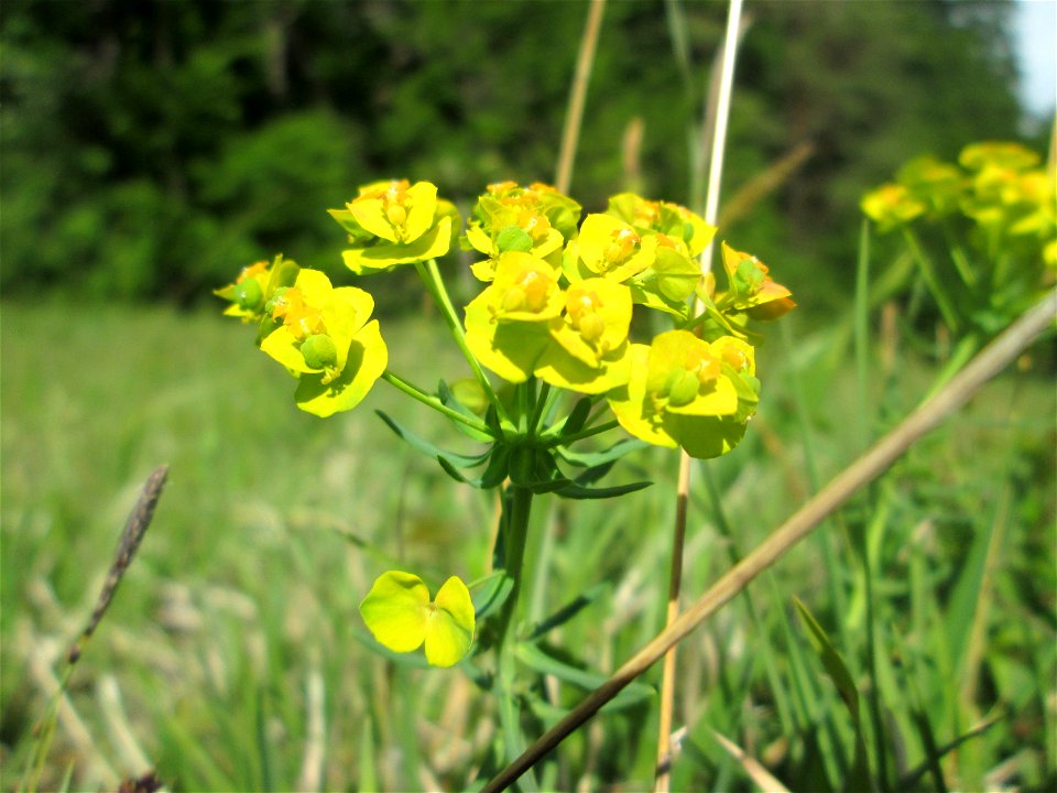 Zypressen-Wolfsmilch (Euphorbia cyparissias) im Naturschutzgebiet „Wusterhang“ oberhalb von Fechingen