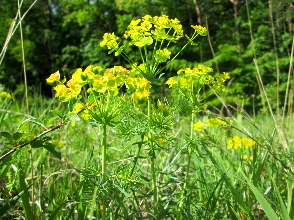Zypressen-Wolfsmilch (Euphorbia cyparissias) im Naturschutzgebiet „Wusterhang“ oberhalb von Fechingen
