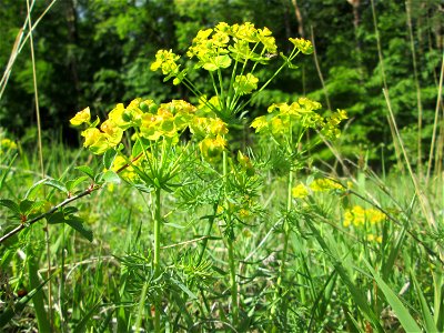Zypressen-Wolfsmilch (Euphorbia cyparissias) im Naturschutzgebiet „Wusterhang“ oberhalb von Fechingen