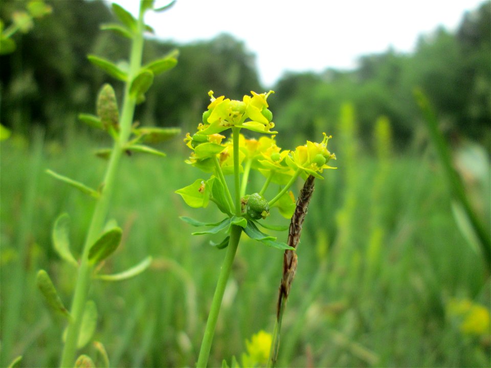 Zypressen-Wolfsmilch (Euphorbia cyparissias) im Naturschutzgebiet „Wusterhang“ oberhalb von Fechingen
