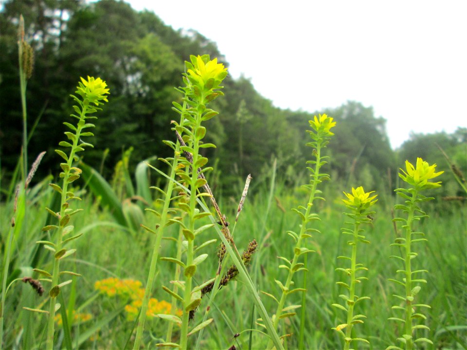 Zypressen-Wolfsmilch (Euphorbia cyparissias) im Naturschutzgebiet „Wusterhang“ oberhalb von Fechingen