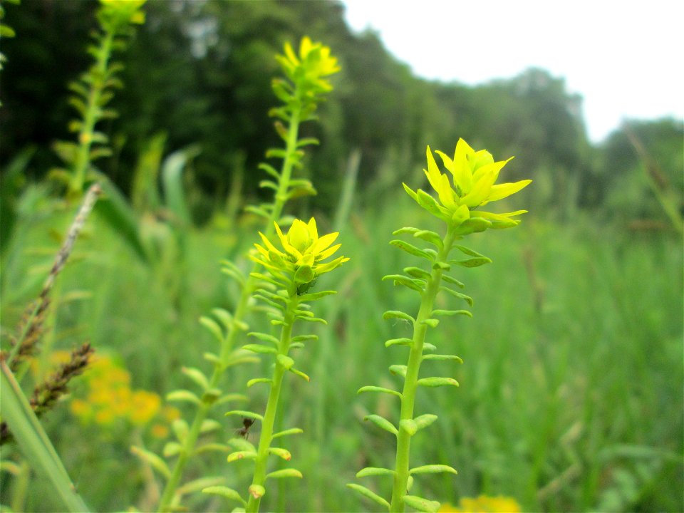 Zypressen-Wolfsmilch (Euphorbia cyparissias) im Naturschutzgebiet „Wusterhang“ oberhalb von Fechingen