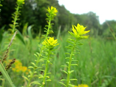Zypressen-Wolfsmilch (Euphorbia cyparissias) im Naturschutzgebiet „Wusterhang“ oberhalb von Fechingen