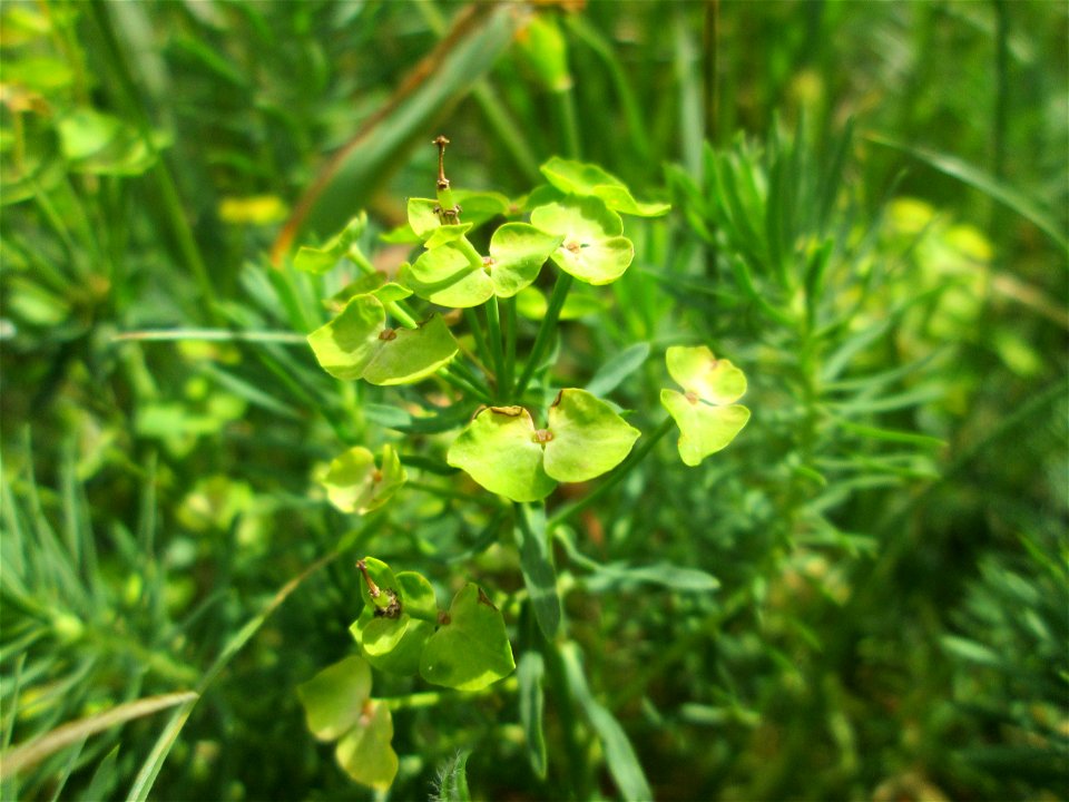 Zypressen-Wolfsmilch (Euphorbia cyparissias) im oberen Almet in Sankt Arnual