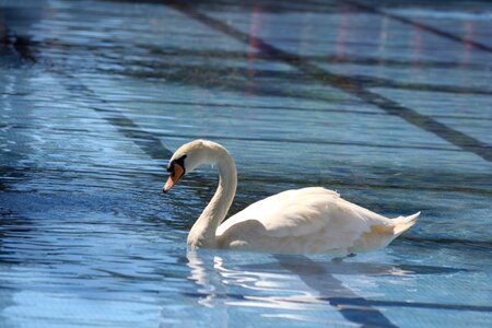 Lake swan pool photo