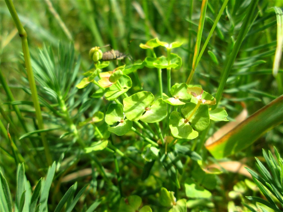 Zypressen-Wolfsmilch (Euphorbia cyparissias) im oberen Almet in Sankt Arnual