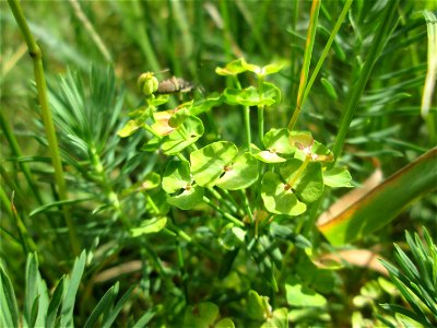 Zypressen-Wolfsmilch (Euphorbia cyparissias) im oberen Almet in Sankt Arnual