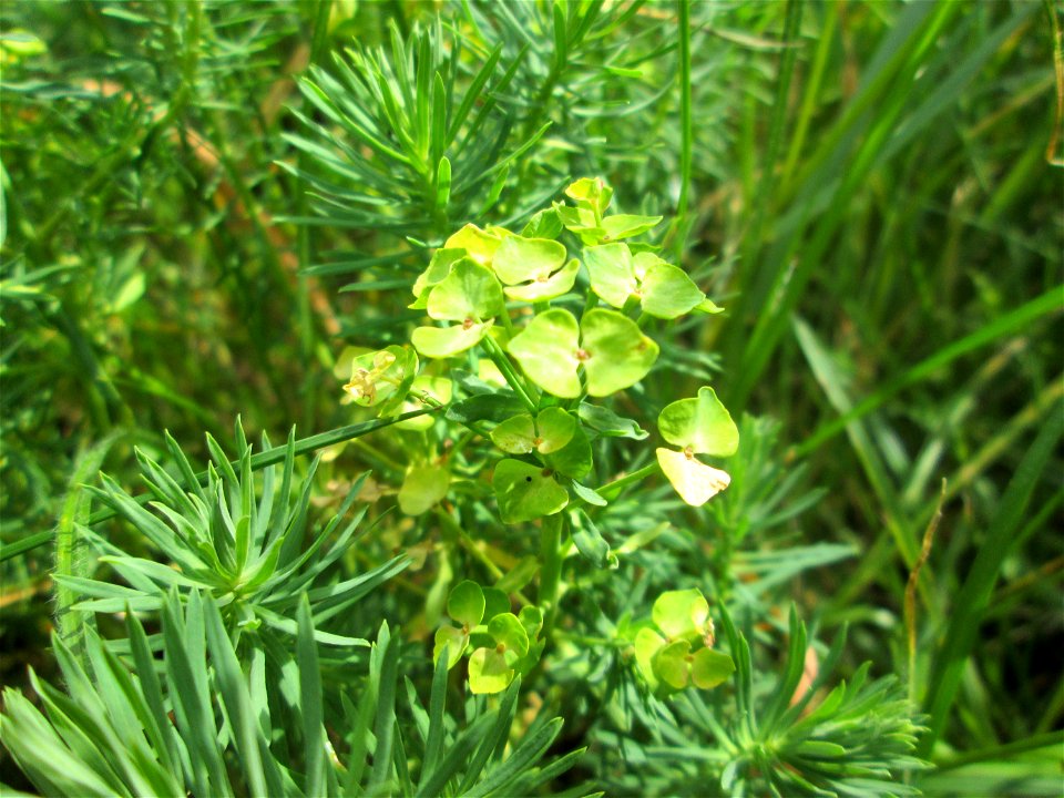 Zypressen-Wolfsmilch (Euphorbia cyparissias) im oberen Almet in Sankt Arnual