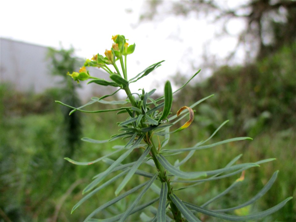 Esels-Wolfsmilch (Euphorbia esula) in Brebach