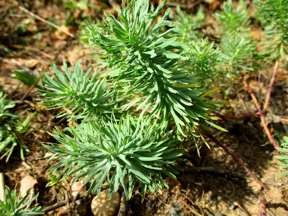 Zypressen-Wolfsmilch (Euphorbia cyparissias) am Steinbachschacht im Naturschutzgebiet „Steinbachtal / Netzbachtal“