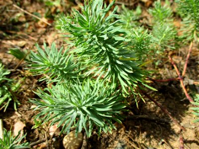 Zypressen-Wolfsmilch (Euphorbia cyparissias) am Steinbachschacht im Naturschutzgebiet „Steinbachtal / Netzbachtal“