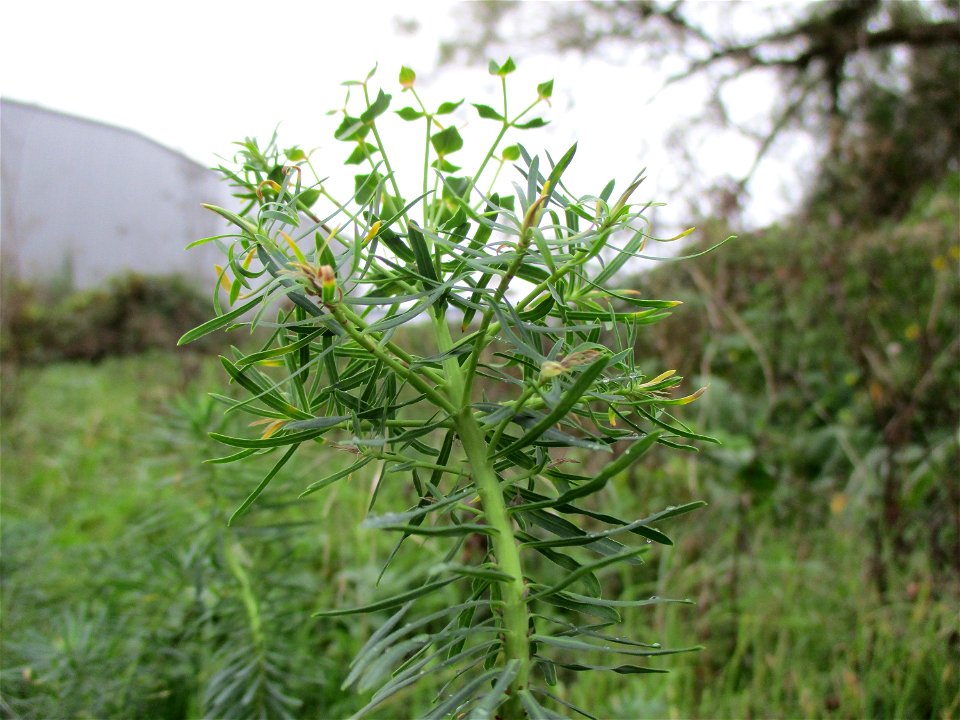 Esels-Wolfsmilch (Euphorbia esula) in Brebach