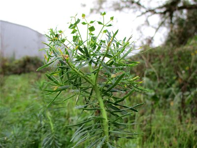 Esels-Wolfsmilch (Euphorbia esula) in Brebach