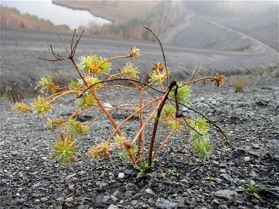 Zypressen-Wolfsmilch (Euphorbia cyparissias) auf der Bergehalde Göttelborn